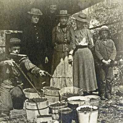 Unidentified group with cherry harvest.: Origsize: 8" x 10"; Origformat: Print-Photographic