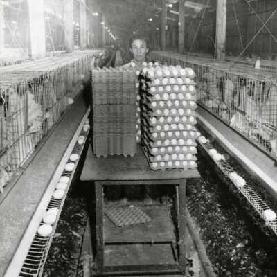 Woman gathering eggs, 1960s: Origformat: Print-Photographic