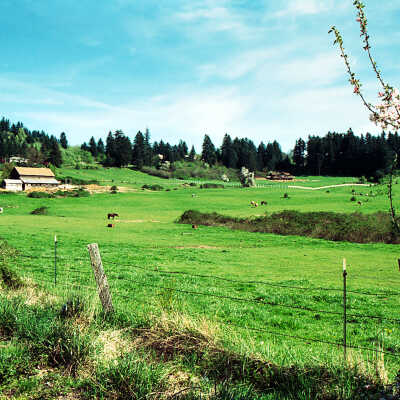 Horse Pasture South of Happy Valley School.