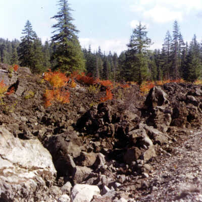 Roadside with rocks and shrubs, 1970.