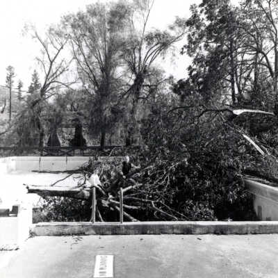 1962 Columbus Day Storm, Tree Blown into Pool.
