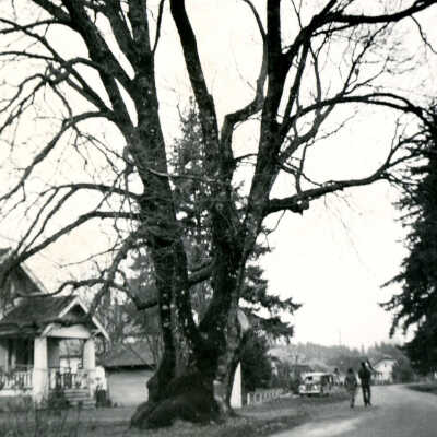 Pow Wow Tree, Gladstone, Oregon
