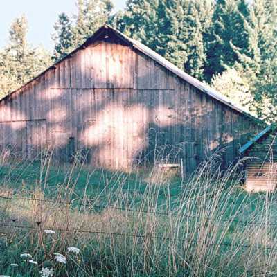 Old Barn East Of 147th Near Aldridge Road, (View #2), 1988.: Copyright: Clackamas County Historical Society; Origformat: Other