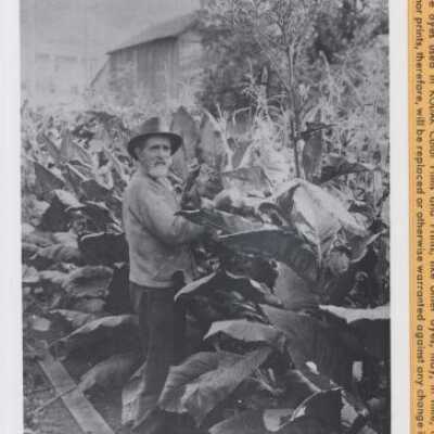 Quinn, W.W. in Canemah Garden 1910