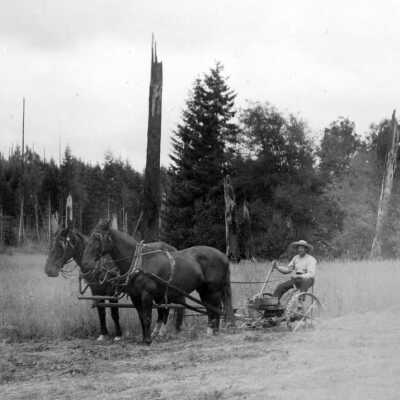 Farmer cutting grain with horse-drawn sickle.
