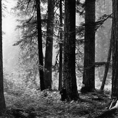 Big Trees in Oregon, 1899.