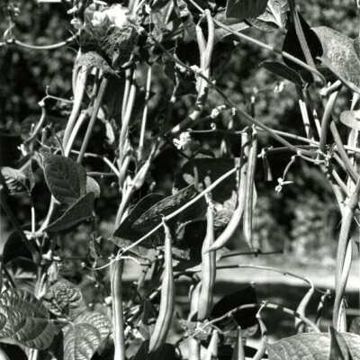 Nice Green Bean Crop.: Copyright: Clackamas County Historical Society; Origformat: Print-Photographic