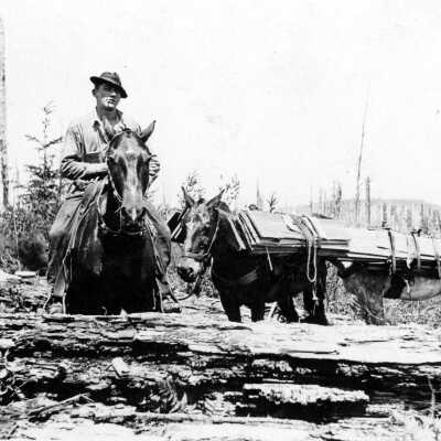 Man on horseback, mules with lumber.