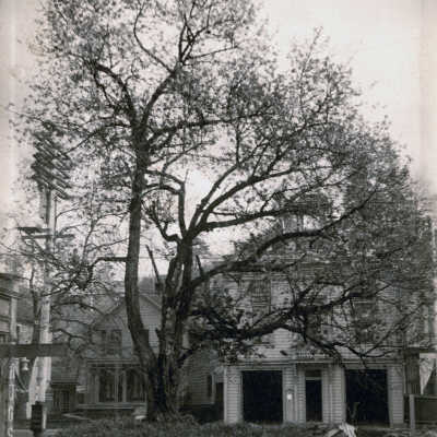 Cherry Tree - Pratt or Barclay Tree - 1907