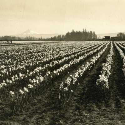 Field of Daffodils, Mt. Hood in Background.: Origformat: Print-Photographic