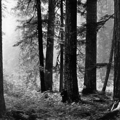 Big Trees in Oregon, 1899.: Copyright: Clackamas County Historical Society; Origsize: 8x10; Origformat: Print-Photographic