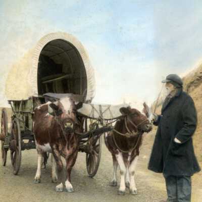 Ezra Meeker with Ox Team and Wagon.: Copyright: None; Origsize: 4" x 6"; Origformat: Print-Photographic