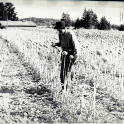 Alfred Barnabas Mulloy, Onion Farmer