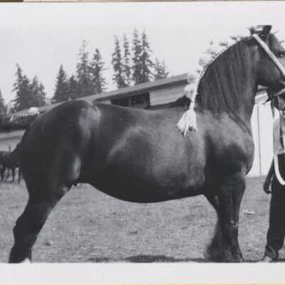Canby Fair Stallion Winner 1924