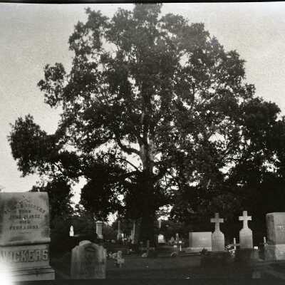 Oregon City 1935 - Pioneer Oak at Mountain View Cemetery