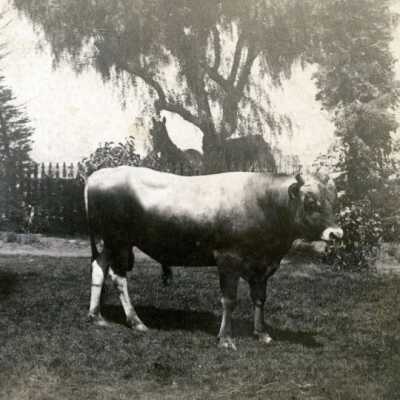 The Bull "Little Duke".