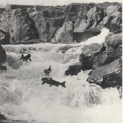 Salmon Jumping the Falls in Oregon City