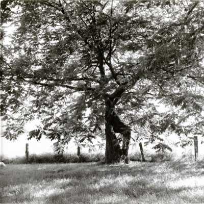 The butternut tree on the Judge Samuel Simpson White place at Mt. Pleasant, south of Oregon City.