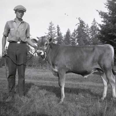 Man with Calf on halter in Field.