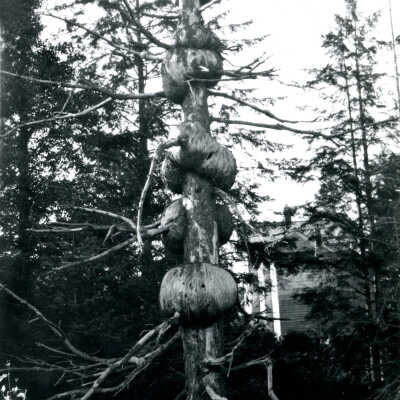 Tree with gnarls.