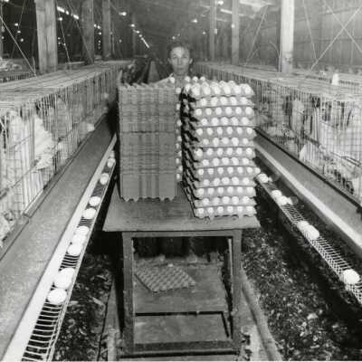 Woman Gathering Eggs. (Duplicate Photo of Previous Entry)