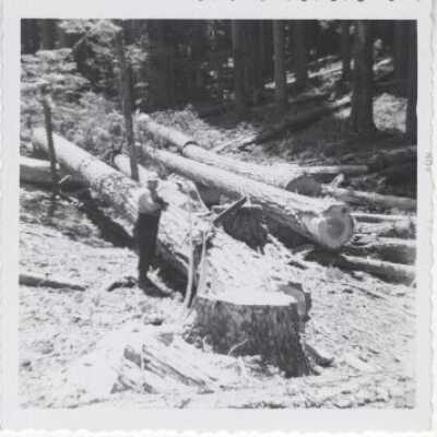 Logging