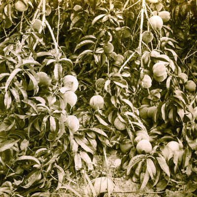 Peaches from the Seth Lewelling Orchard in East Milwaukie.