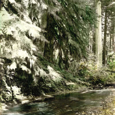 Rhododendron, Oregon at Still Creek