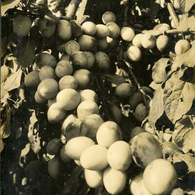 Plums grown on the Farm of William Heard