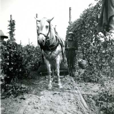 Horse and Man in Hop Fields at Park Place