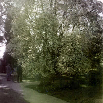 Milwaukie 1953 - Dogwood Tree