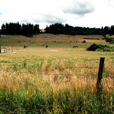 Horse Pasture South Of King Road As It Was In 1987.