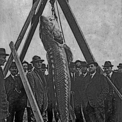 Sturgeon on hoist.