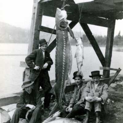 300 Pound Sturgeon Caught on Willamette River in Milwaukie.