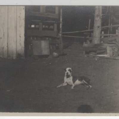 Animals - Bulldog McKenzie