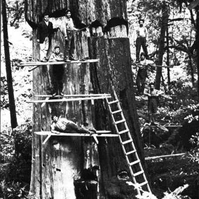Men logging large tree on springboards.: Copyright: Clackamas County Historical Society; Origsize: 8x10; Origformat: Print-Photographic