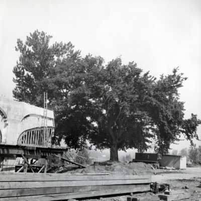 I-205 Bridge Construction and the Abernethy Elm.