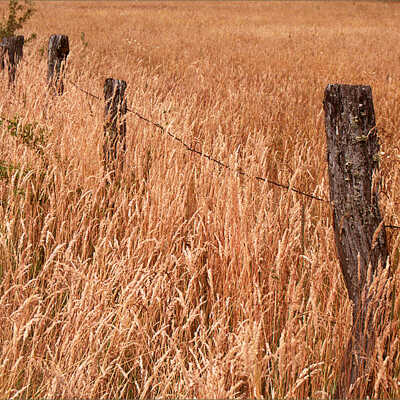 Old Split Cedar Post Fence