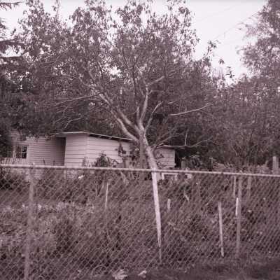 Columbus Day Wind Storm Aftermath: Fallen Tree on House, #1.