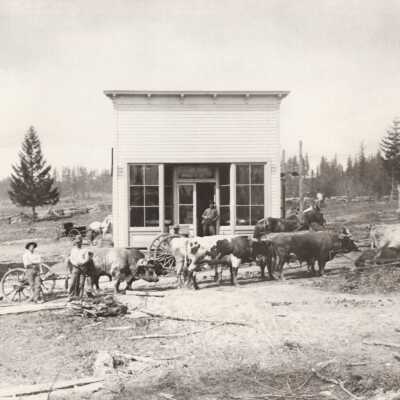 Ox Pulling Log Wagon