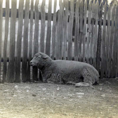 Sheep