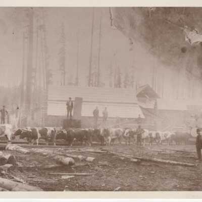Logging
