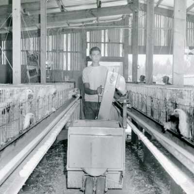 Men in Chicken Coop, 1960s.: Origformat: Print-Photographic