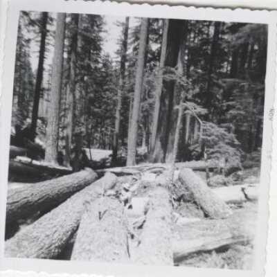 Logging