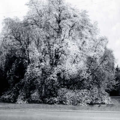 Milwaukie 1961 - Dogwood Tree