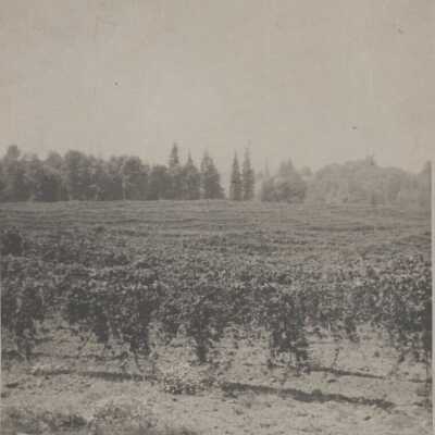 Hop Field of C.F. Yeager