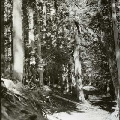 Oregon Trail at Mt. Hood 1920s - Out of Devil's Half Acre