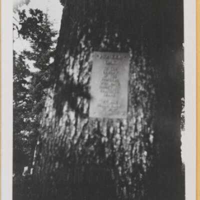 Mt. View Cemetery Pioneer Oak