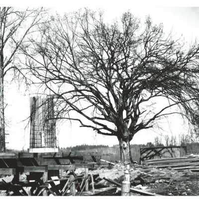 Construction of Abernethy Bridge with Abernethy Elm, 1968: Origformat: Print-Photographic