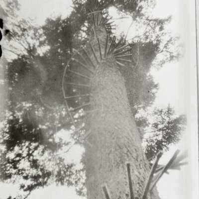 Highland Butte Peg-Tree I